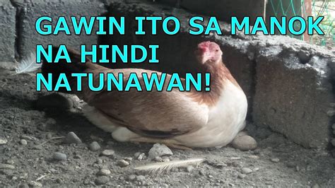 SOLUSYON SA MANOK NA HINDI NATUNAWAN .